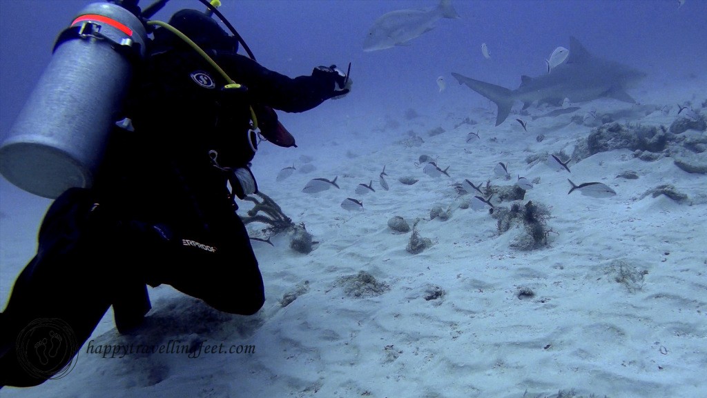 diving with bull sharks