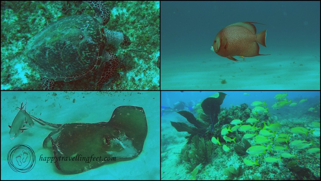 Scuba Diving Mexico